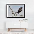 thumbnail image 6 of Cowbird Taking Flight - York Pennsylvania Photography Bird Wildlife Nature Floral Animal Botanical Scenic Black Framed Wall Art Print 18 x 24 inches, 6 of 8