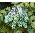 thumbnail image 2 of 20 Oregon Grape Seeds for Planting - Stunning Ornamental Fruit Bearing Plant - Berberis bealei, Barberry, Leatherleaf Mahonia, 2 of 4