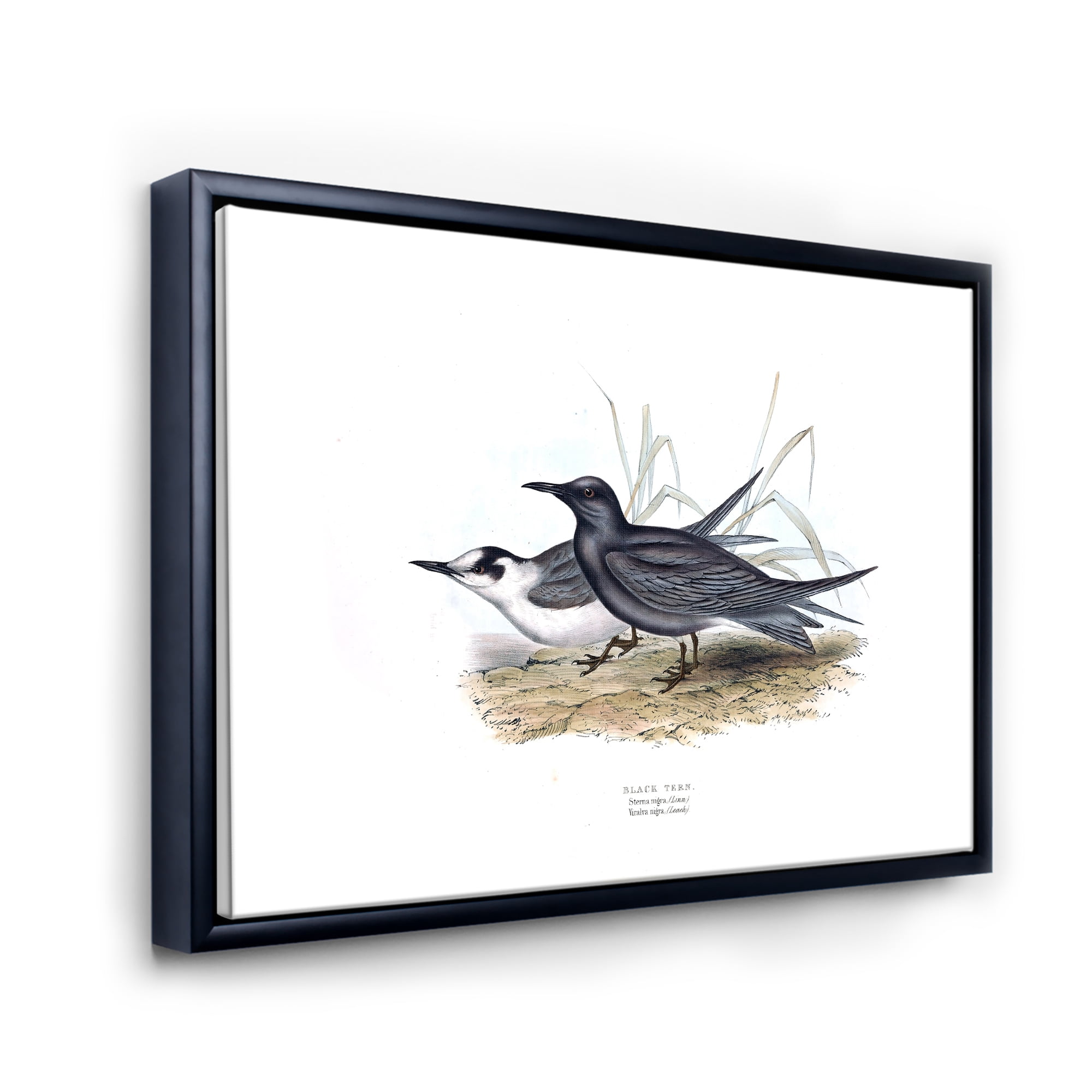 Ancient Bird Of Europe II 20 in x 12 in Framed Painting Canvas Art Print, by Designart