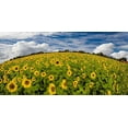 thumbnail image 2 of Fischer, Rolf 18x11 White Modern Wood Framed Museum Art Print Titled - Sonnenblumenwelt, 2 of 4