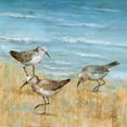 thumbnail image 2 of Nan 15x15 Black Ornate Wood Framed with Double Matting Museum Art Print Titled - Sandpipers II, 2 of 4