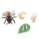 thumbnail image 3 of Imitation Honey Bee Model for Educational Use 1Set Plastic Toy, 3 of 5