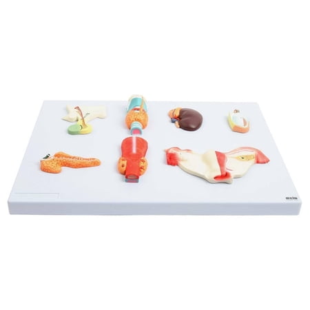 Axis Scientific Complete Endocrine Gland Set Anatomy Model - Human anatomy system miniature  scientific anatomy model  mini figure for Classrooms Studies  Education Study Anatomical price history on PriceWatchPro