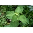 thumbnail image 4 of Plant Good Seed Van Holy Basil / Clove Tulsi Tulasi Seeds: African Wild Vana Full Sun Perennial USA, 4 of 5