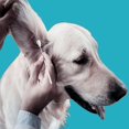 thumbnail image 3 of MesaSe 6 Inch Long Cotton Swabs Large Cotton Buds with Bamboo Handle for Dogs  Specifically Designed for Dogs Professional Big Cotton Swabs，Dogs Ears Large Cotton Swabs 400pcs, 3 of 6