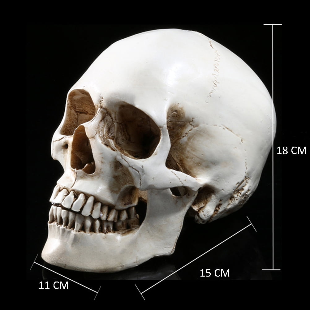 Life Size 1:1 Resin Human Skull Model Anatomical Medical Teaching Skeleton Head. 