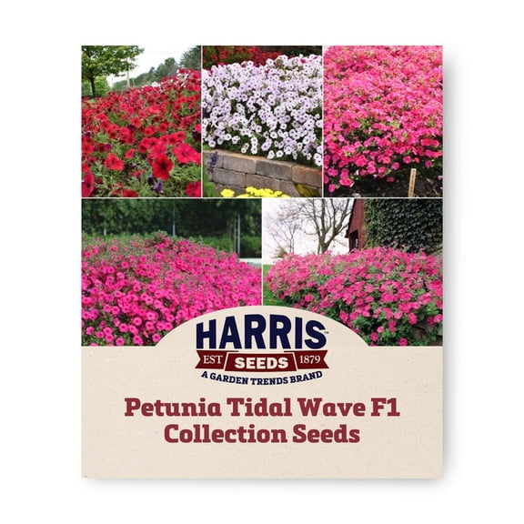 Harris Seeds Tidal Wave F1 Petunia Seed Collection, Spreading Garden Flowers for Containers and Landscapes, 125 Count