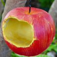 thumbnail image 4 of Comedero para Pájaros con Forma de Fruta Simulada, Decoración Colgante para Jardín Al Aire Libre, Colgante de , Comedero Artesanal para Jardín, 4 of 5