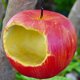 thumbnail image 4 of Comedero para Pájaros con Forma de Fruta Simulada, Decoración Colgante para Jardín Al Aire Libre, Colgante de , Comedero Artesanal para Jardín, 4 of 5