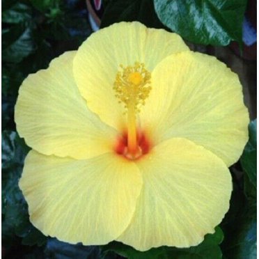 20 Double Yellow Hibiscus Seeds Flowers Seed Perennial Flower Flowers Seed Bloom Garden Tree