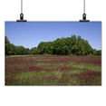 thumbnail image 2 of Print: Rural Alabama In The Spring, 2010, 2 of 4