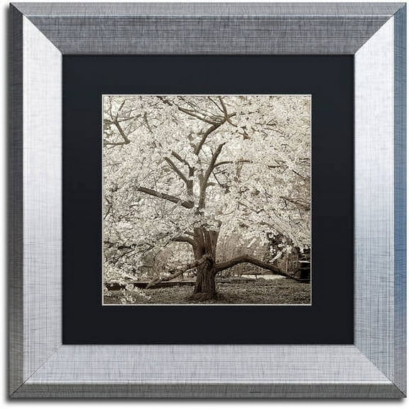 Trademark Fine Art "Hampton Magnolia II" Canvas Art by Alan Blaustein, Black Matte, Silver Frame