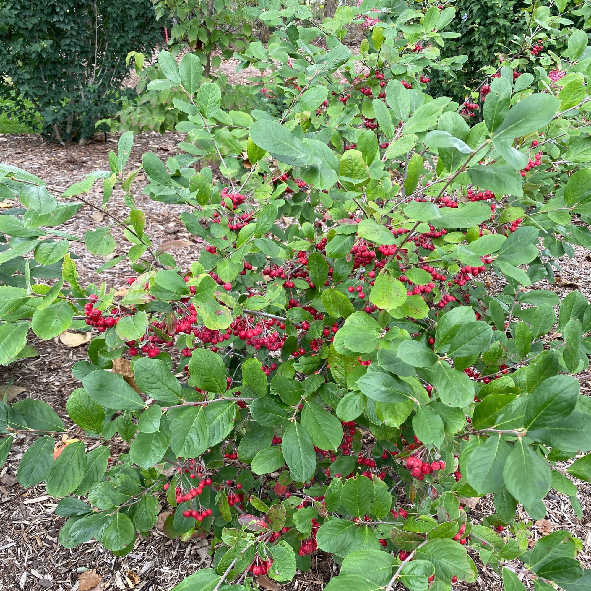Proven Winners ColorChoice 5" Berry Scape Aronia Live Plant in 4.5" Pot (4 Count)