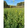 thumbnail image 3 of Hale Habitat & Seed Rapeseed Food Plot Seed, 5 lbs, 3 of 5