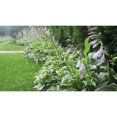 thumbnail image 3 of 10 Racines Vivantes Prêtes à Planter Hosta Plantes Vertes et Blanches Variées Hostas, 3 of 5