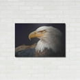 thumbnail image 3 of Luxe Metal Art 'Bald Eagle Study' by Chris Vest, Metal Wall Art, 36"x24", 3 of 7