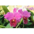 thumbnail image 3 of Cattleya Orchid Starter Plant Hawaiian  4 Pack #F4, 3 of 5