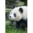 thumbnail image 2 of Looney, Hollice 13x18 White Modern Wood Framed Museum Art Print Titled - Asia-China-Sichuan Province-Cheng Du-Giant Panda, 2 of 4