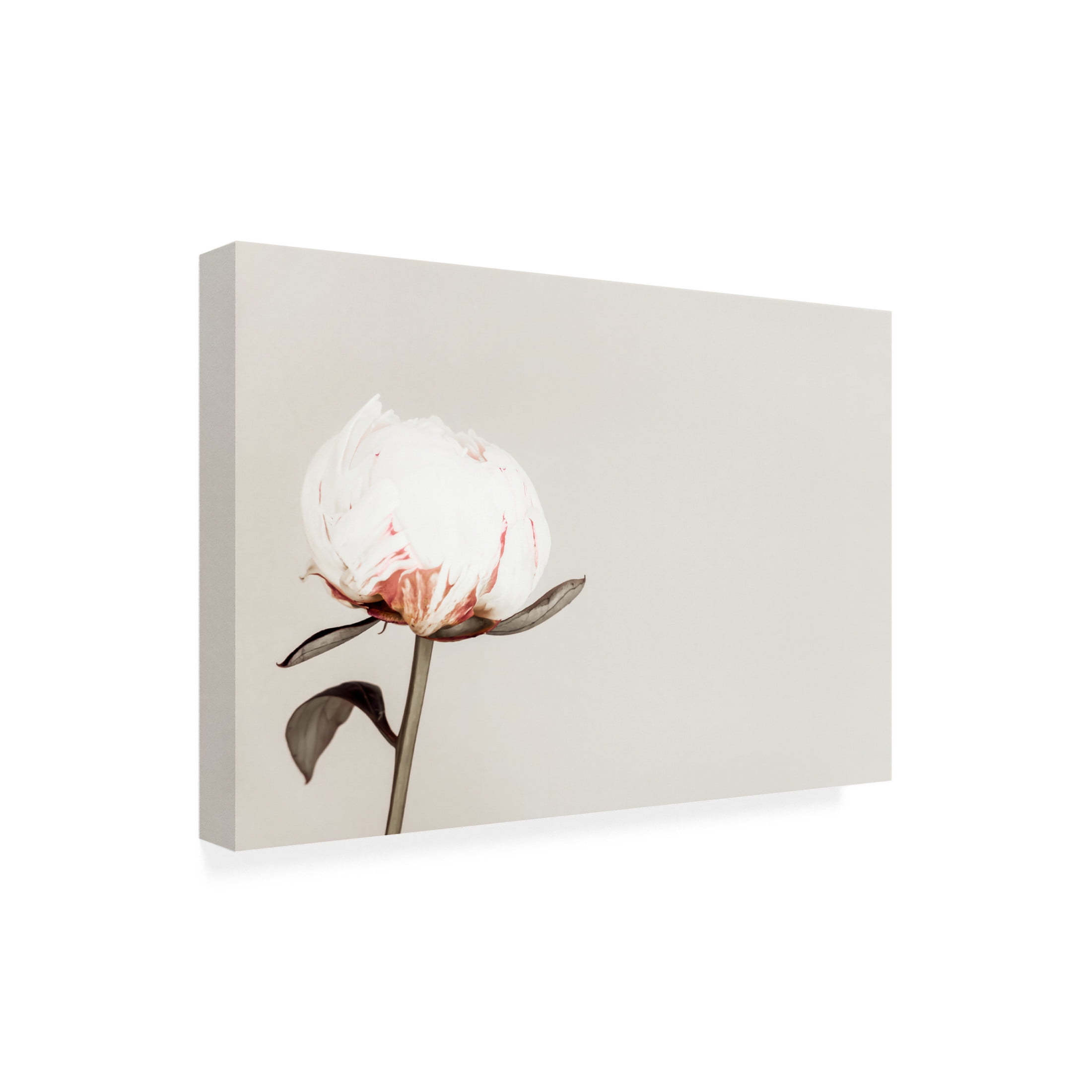 Trademark Fine Art Pictufy Studio III Peony 02 Canvas Wall Art