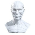 thumbnail image 2 of Xingzhi 4 Human Model Anatomy Skull Head Muscle Artist Drawing Grey White, 2 of 6
