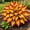 b, variant on Rainbow Hosta Bulk-Garden Stake for Outdoor Decoration-Accent-for Patio and Walkways
