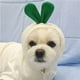 thumbnail image 2 of Sudadera con capucha para perro: abrigo de suéter básico para perro con forma de rana linda, chaqueta cálida para mascotas, ropa para clima frío, ropa de abrigo para gatos, cachorros (rábano blanco, XS) brillar Electrónica, 2 of 5