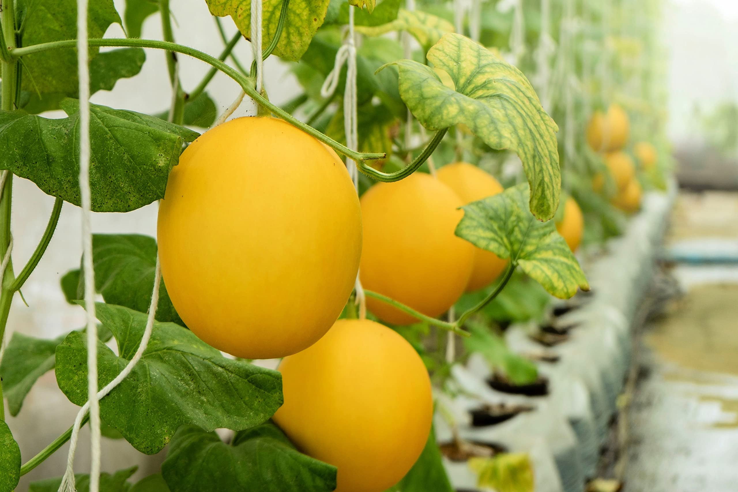 Hanging Canary Yellow Melon Seeds for Planting 10 Seeds Made in USA