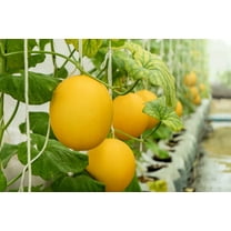Hanging Canary Yellow Melon Seeds for Planting - 10 Seeds - Made in USA, Ships from Iowa. Grow Canary Yellow Melons