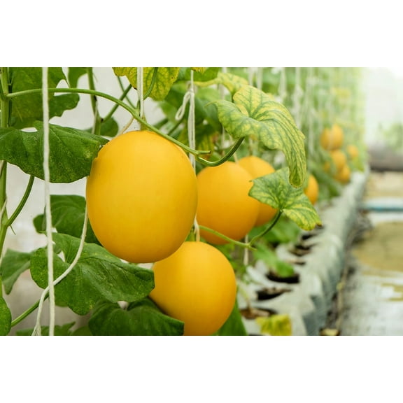 Hanging Canary Yellow Melon Seeds for Planting - 10 Seeds - Made in USA, Ships from Iowa. Grow Canary Yellow Melons