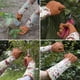 thumbnail image 5 of Guantes de jardinería largos de color marrón para mujeres y hombres, guantes de poda a prueba de espinas de color rosa, guantes de trabajo de jardinería con protección para antebrazos largos con palm, 5 of 5