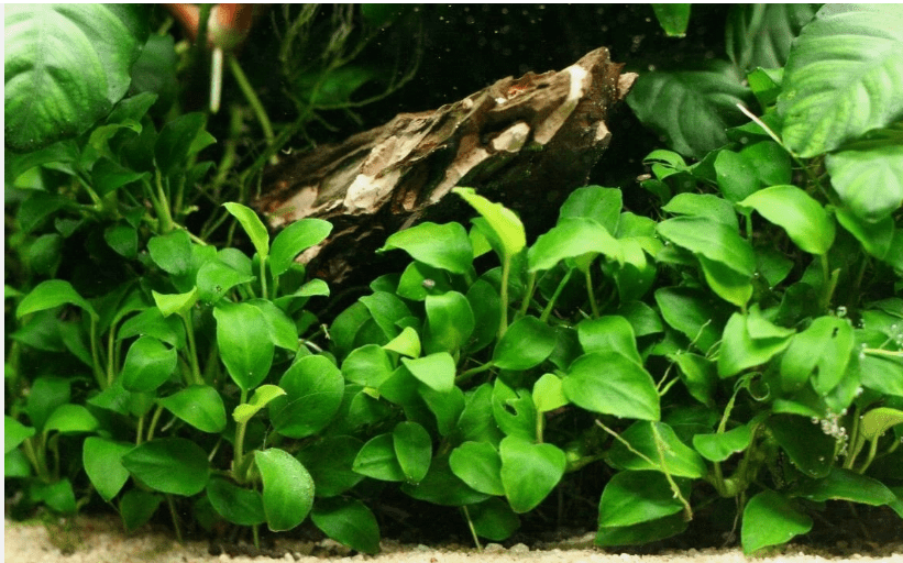 Anubias Barteri Round Leaf – Live Aquarium Plant for Freshwater Fish Tanks
