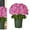 5bundle Pink, variant on Funsdecor Mums - Artificial Outdoor Sunset Mums Flowers UV Resistant, Fade Resistant & Waterproof, Realistic Look with Eucalyptus for Porch, Fall Decor