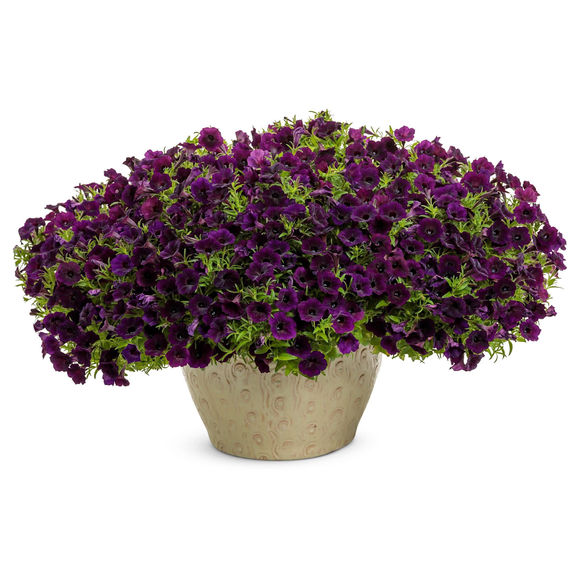 Proven Winners 4" Purple Supertunia Mini Vista Midnight Petunia Live Plant in 4.25" Pot (4 Count)