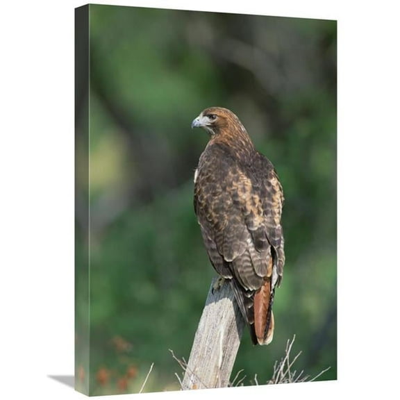 Global Gallery Red-Tailed Hawk Perching on Branch - North America Art Print