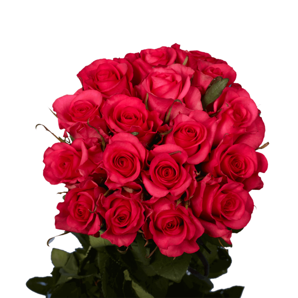 50 Stems of Hot Paris Roses Fresh Flower Delivery