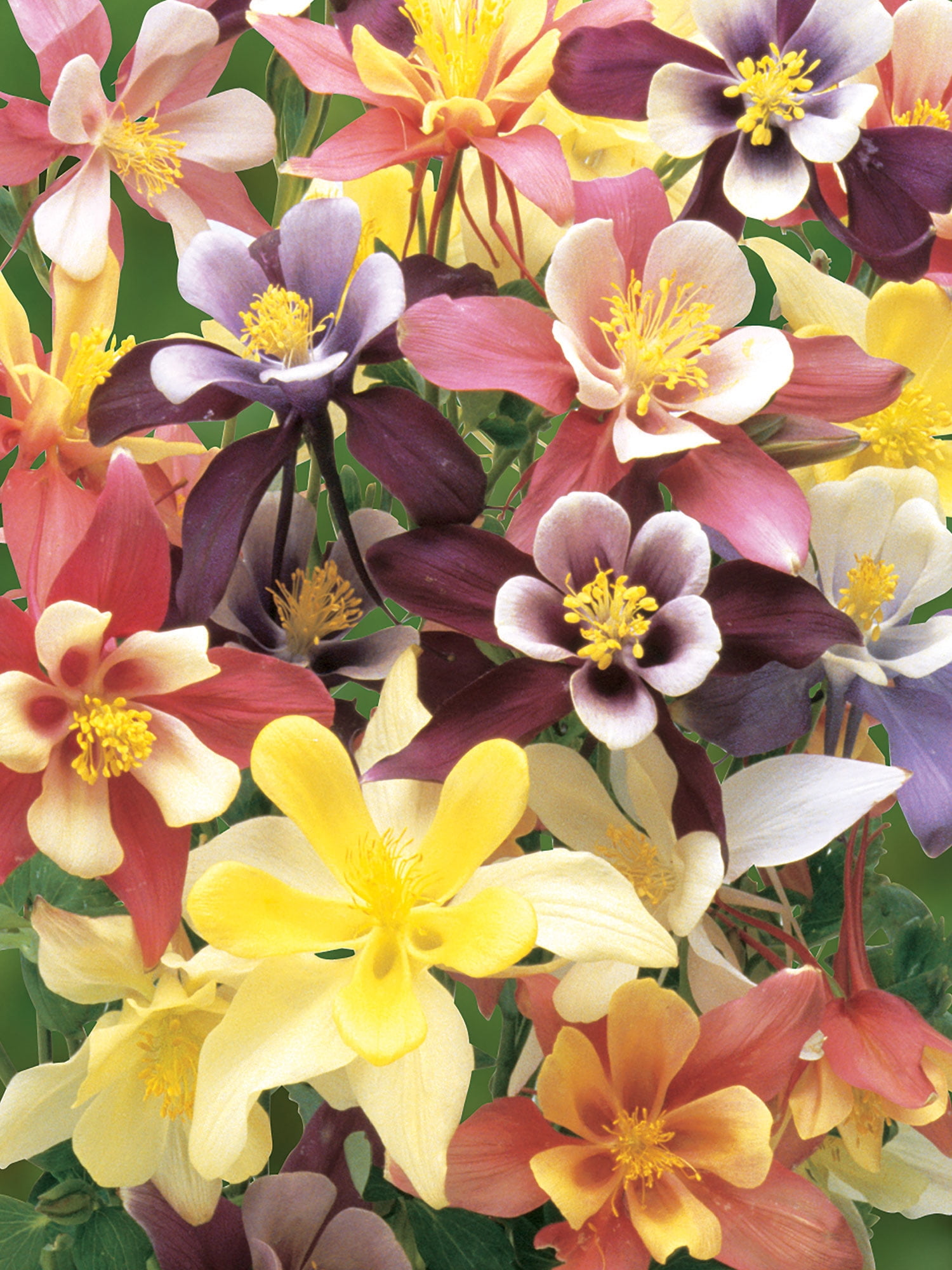 Burpee Arlequin Couleurs Mélangées Par - Columbine