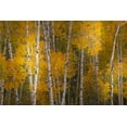 thumbnail image 2 of Jones, Adam 24x17 Black Ornate Wood Framed with Double Matting Museum Art Print Titled - Pattern of white tree trunks among golden aspen leaves-Grand Teton National Park-Wyoming, 2 of 4
