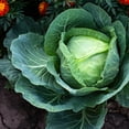 thumbnail image 4 of The Old Farmer's Almanac Heirloom Golden Acre Cabbage Seeds - Premium Non-GMO, Open Pollinated, USA Origin, Vegetable Seeds - 4 Grams, 4 of 6