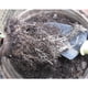 thumbnail image 5 of Vasos y bandejas de turba biodegradables para vivero de plantas, para uso en el jardín, 100 macetas redondas de pulpa de papel ecológicas, 5 of 7