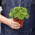 thumbnail image 4 of Peperomia 'Ripple', 3" Pot, Indoor Houseplant, Easy Care, Live Plant for Indoor & Outdoor, 4 of 7