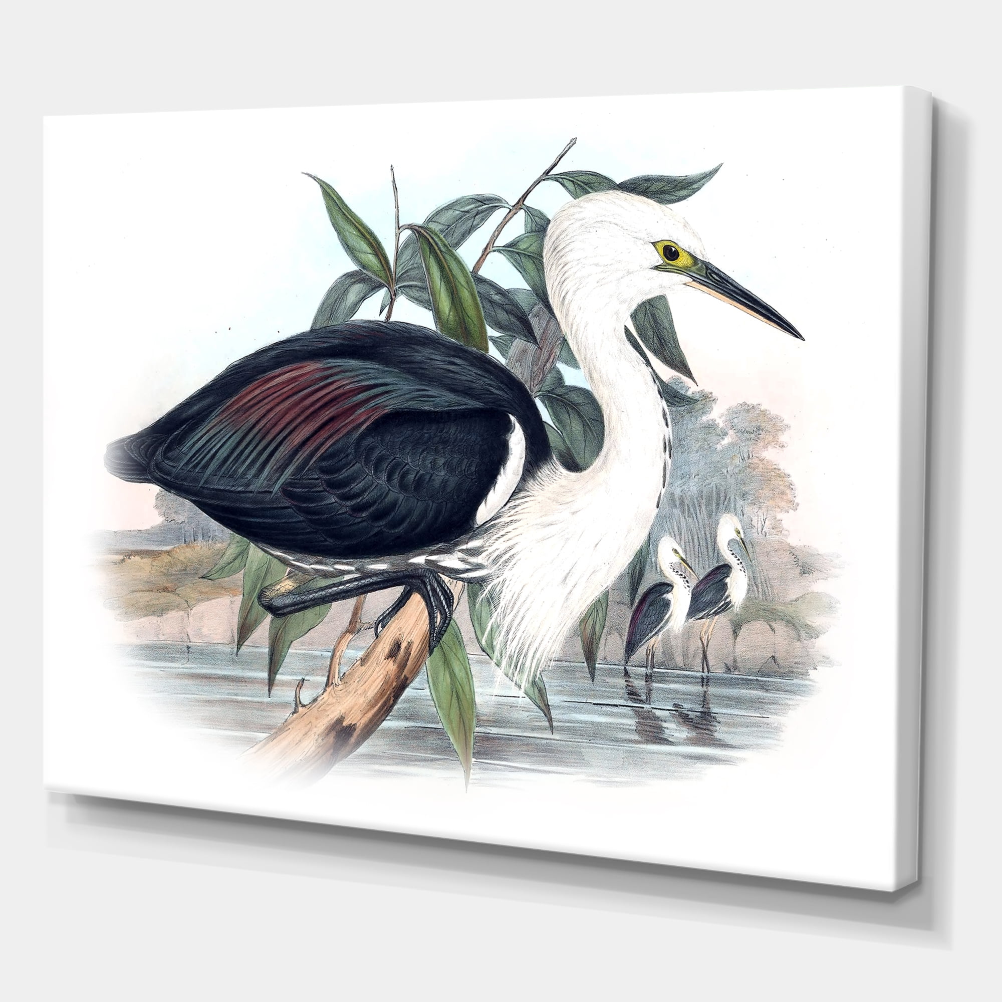 Designart ' Ancient Birds Of Australia ' Traditional Canvas Wall Art Print