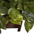 thumbnail image 3 of Pothos w/Rectangle Decorative Planter, 3 of 3