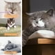 thumbnail image 5 of Juguetes para gatos: pez que se mueve con SilverVine y hierba gatera, pateador para gatos en movimiento, pez que se mueve con movimientos suaves para perros pequeños, 5 of 7