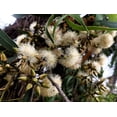 thumbnail image 2 of 25 RED FOREST GUM Tree Eucalyptus Tereticornis Blue Grey Mountain Flower Seeds, 2 of 9