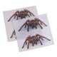 thumbnail image 5 of 2 piezas transparente mate pegatinas acuario pared fondo Jinwen Vinilo decorativo reptil, 5 of 8