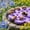Purple406, variant on Floating Flower Pollinator Water Station, Foam Honeybee Drinking Pad With Water Reservoir Holes For Bees Butterflies Garden Wildlife Habitat Support