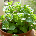thumbnail image 5 of Set 4 Spearmint Plants Live, 4-6 Inches Tall, Mint Live Plants, Culinary Herb for Indoor or Outdoor Planting, 5 of 5