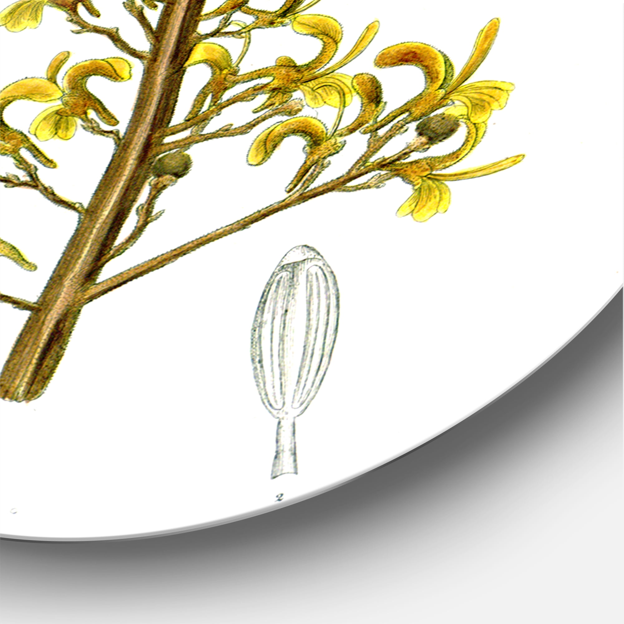 Designart 'Ancient Brazilian Plant IV' Traditional Circle Metal Wall Art 36x36 - Disc of 36