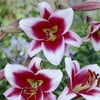 Euroblooms Lily Oriental Friso, 6 Flower Bulbs