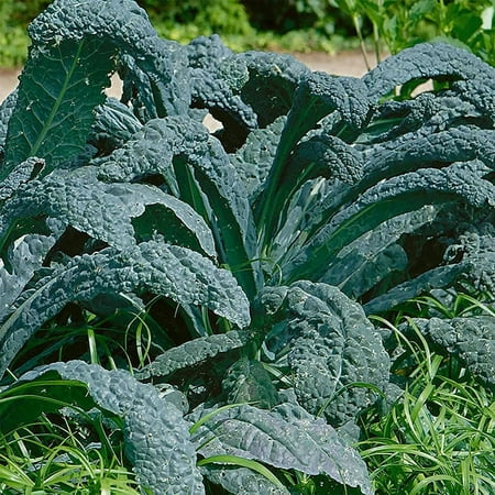 Lacinato Kale Vegetable Garden Seeds - 1 Oz - Non-GMO, Heirloom Gardening & Microgreens Seeds - Aka Dinosaur Kale, Kale Seeds - Lacinato .., By Mountain Valley Seed Company Ship from